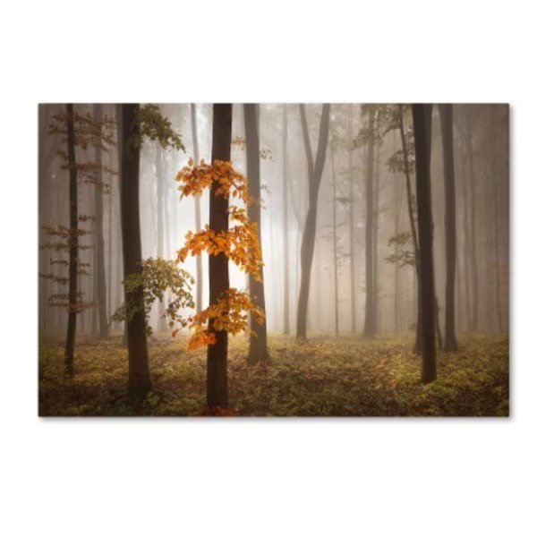 Franz Schumacher 'In November Light' Canvas Art, 16x24, Trademark Fine Art, Mfr#: 1X00235-C1624GG